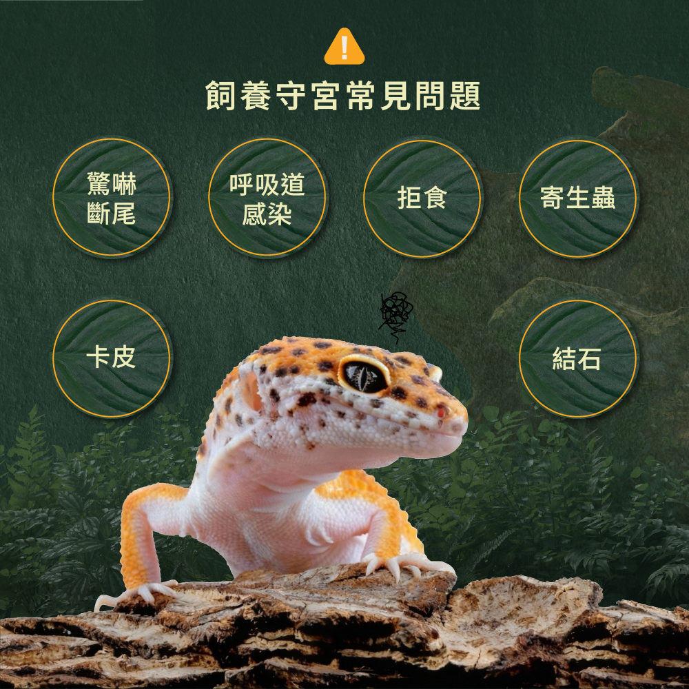飼養守宮常見問題