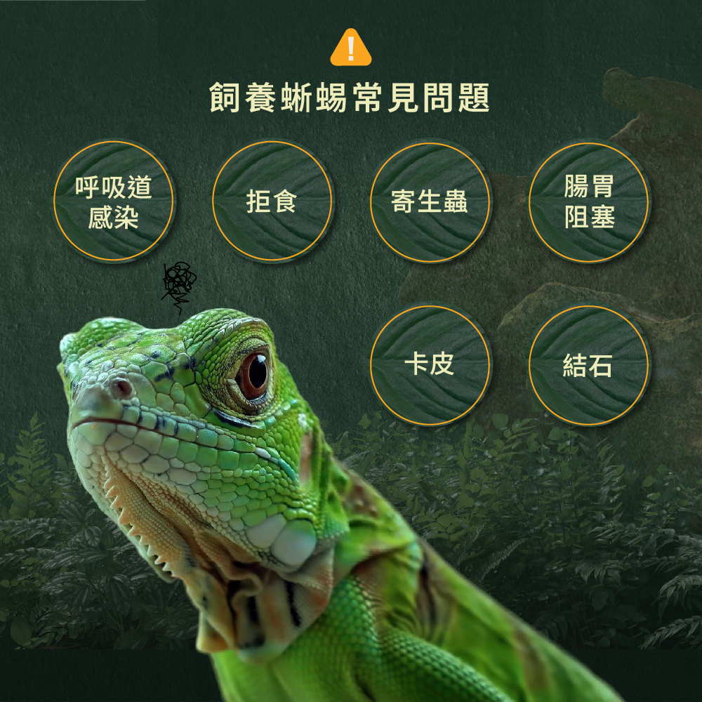 飼養蜥蜴常見問題