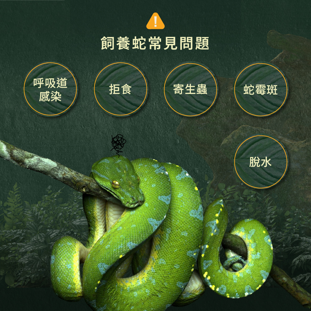 飼養蛇遇到的常見問題