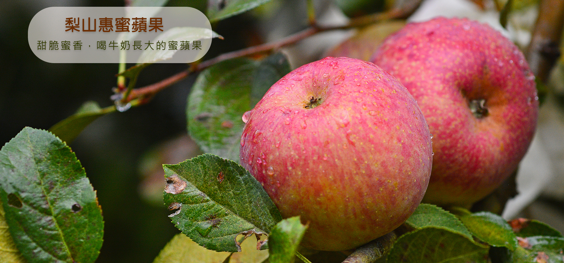 梨山友善耕作高品質惠蜜蘋果，牛奶液肥灌溉，無農藥檢出，安心帶皮吃