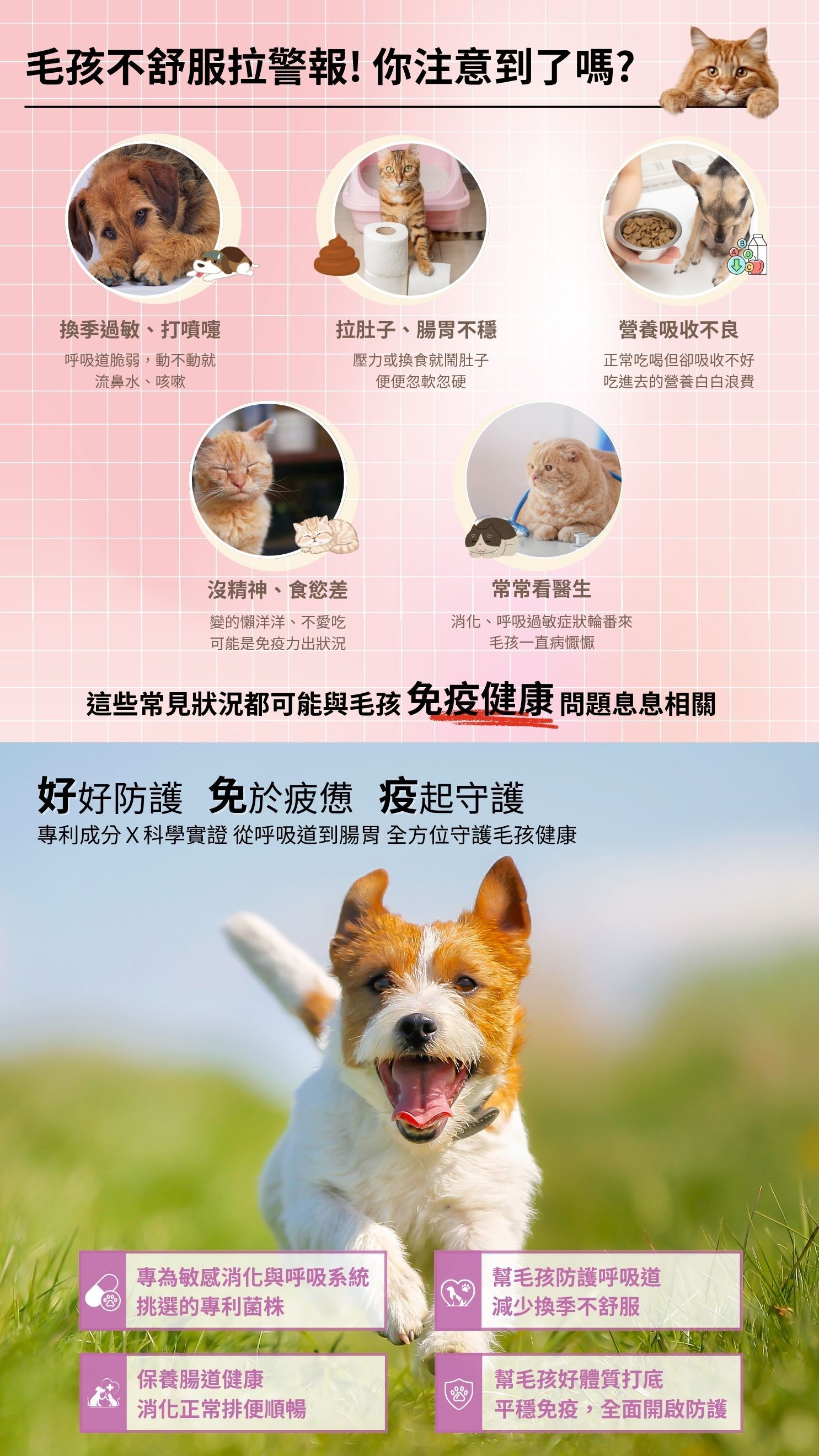 毛孩免疫健康教育圖，說明狗貓常見不適如打噴嚏、拉肚子、食慾差、營養吸收不良等狀況可能與免疫力低落有關。PetBond 好免疫產品含專利益生菌，幫助腸胃順暢、強化呼吸道與免疫系統，全面守護毛孩健康與活力。