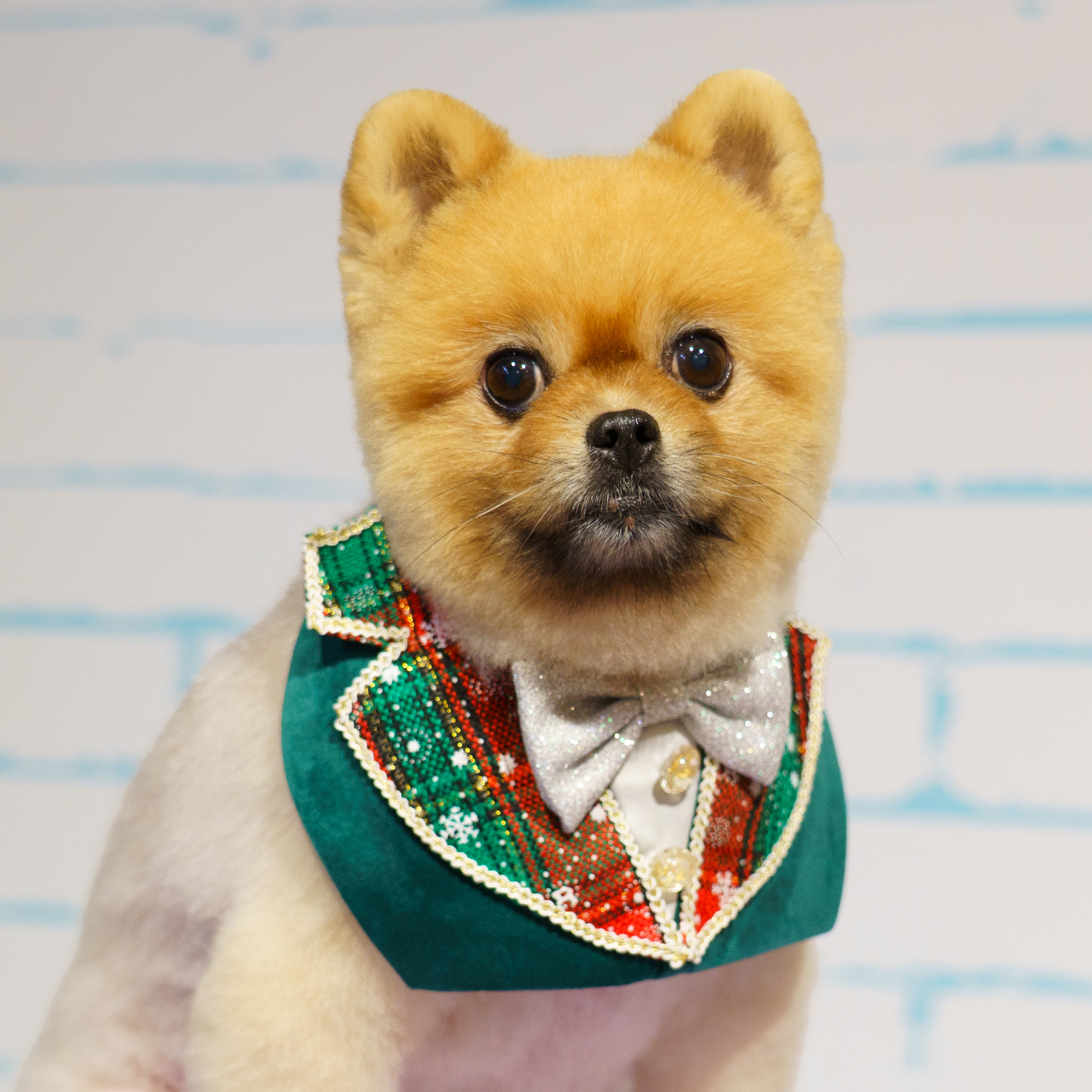 Christmas Tuxedo Collar (Green)