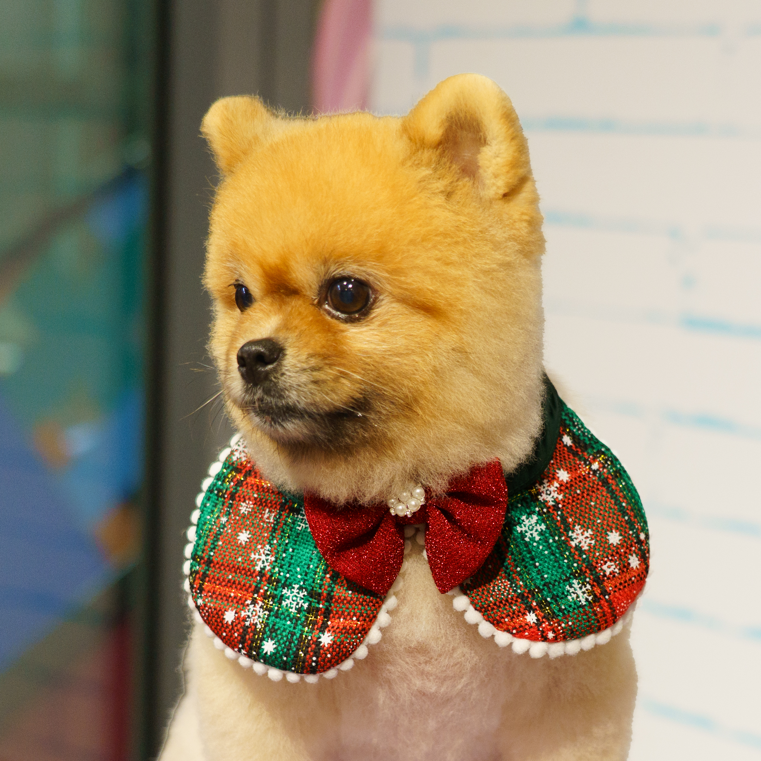 Christmas Snowflake Collar With Bow
