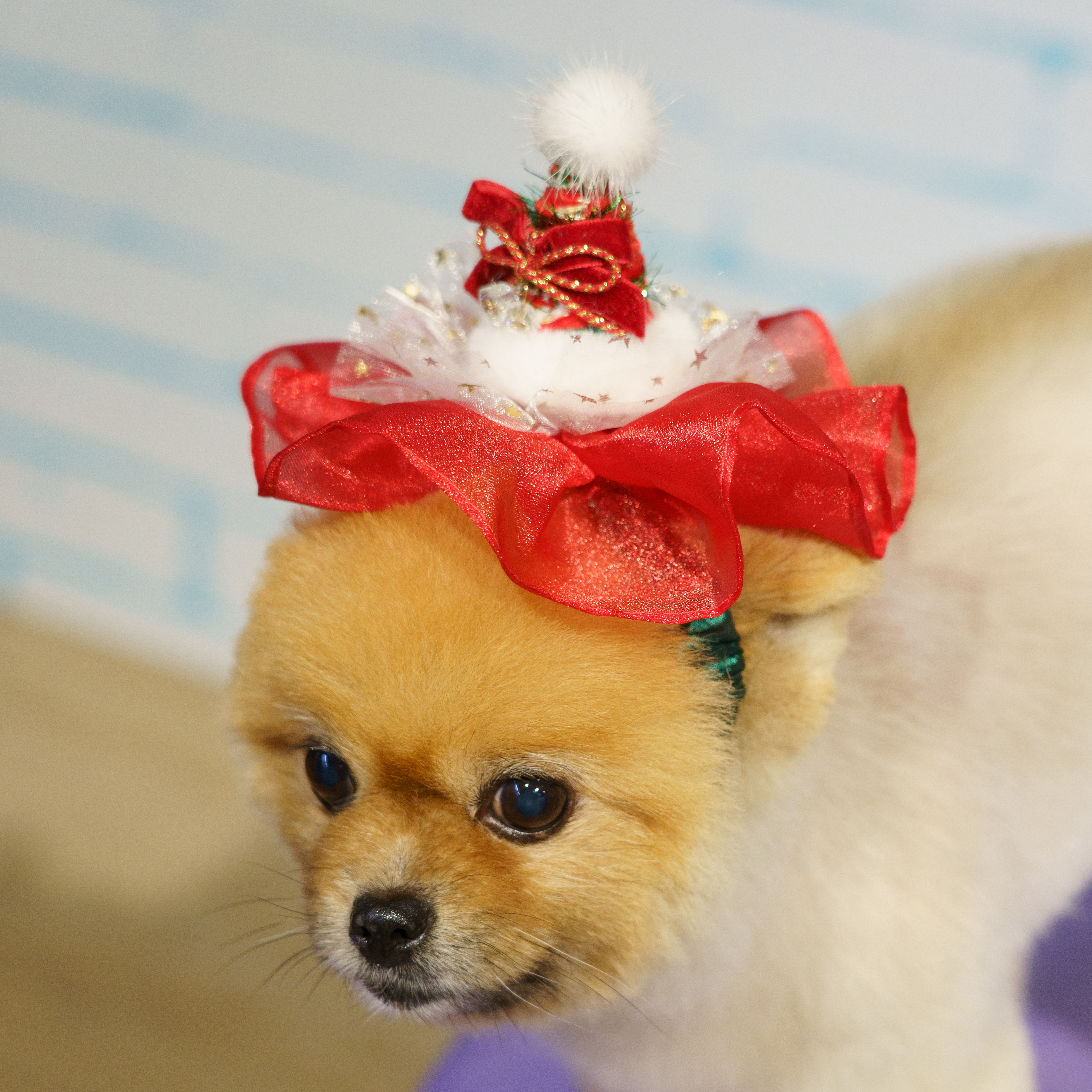 Christmas Headband With Organza Floral (Red)