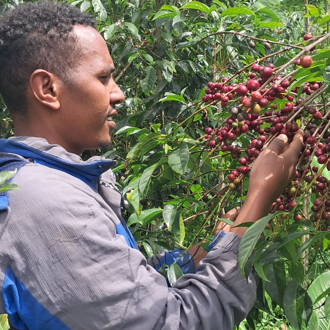 Ethiopia Guji Uraga Natural