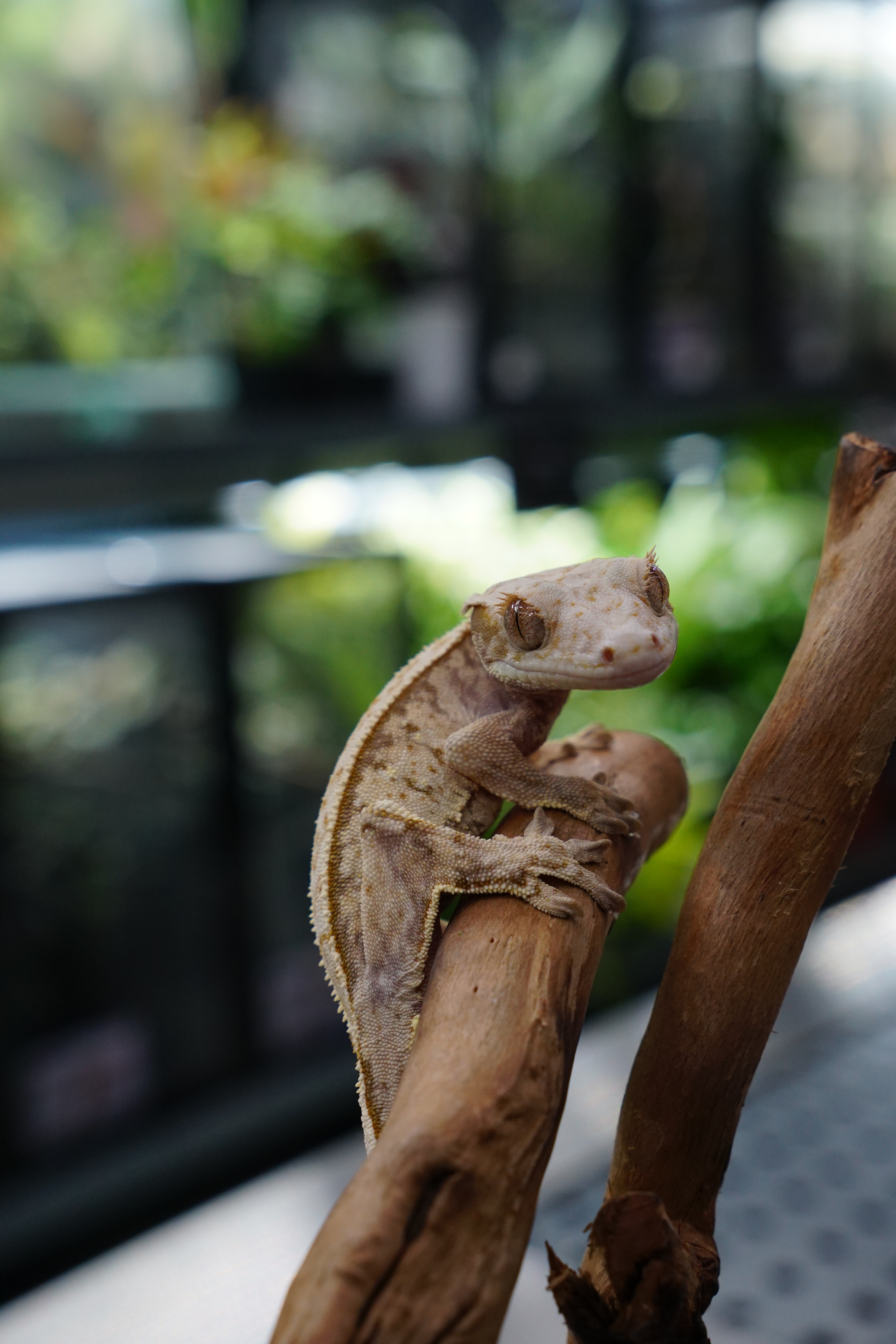 睫角守宮－奶油三色