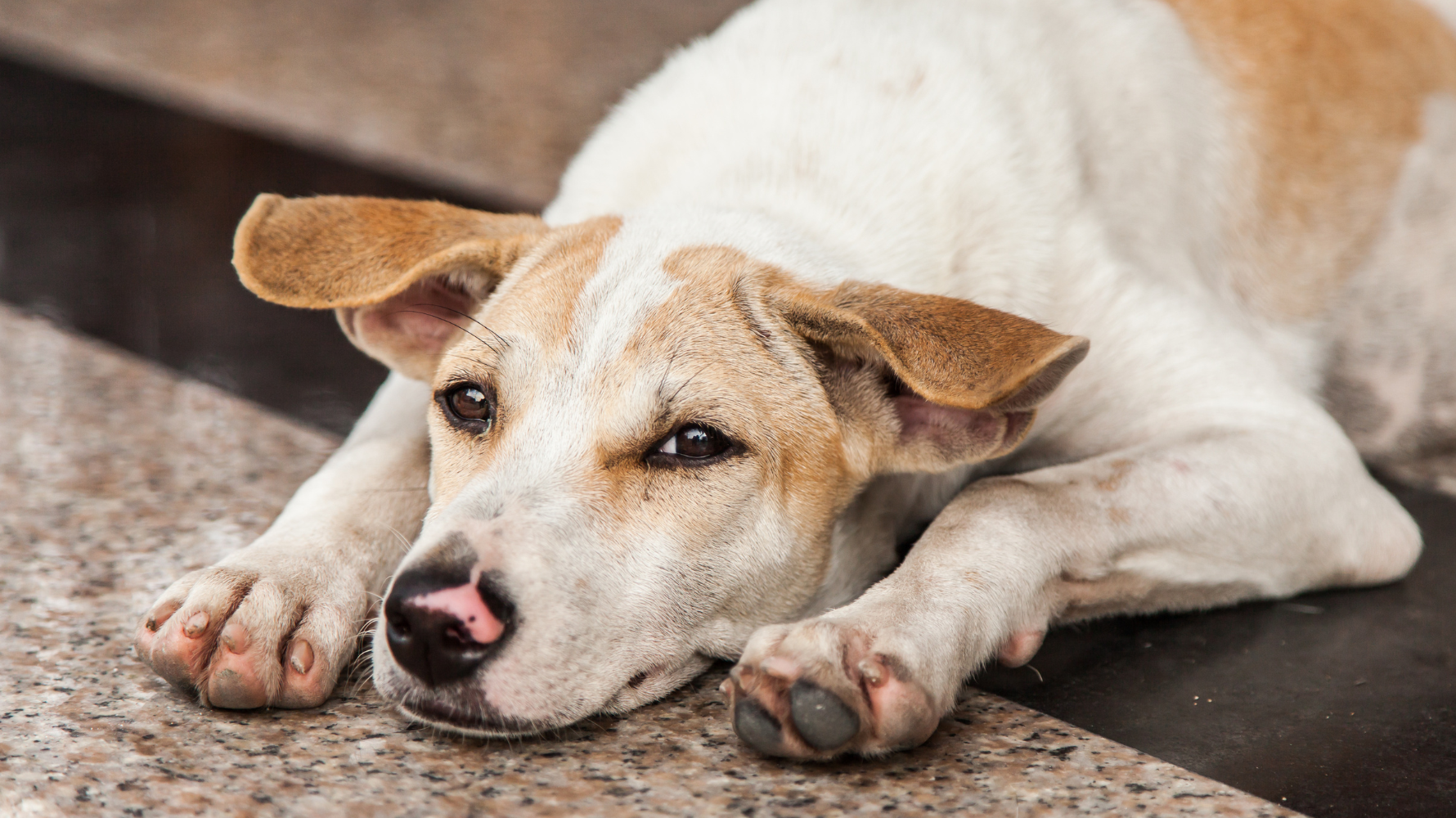 這些症狀初期可能時有時無，讓人容易忽略，但它們其實是毛孩身體在「輕聲提醒」。 家長若能及早留意、定期觀察狗狗的呼吸節奏與日常精神，就能更快察覺變化，並在需要時尋求獸醫檢查。提早發現不僅能減輕毛孩不適，也能為後續照護爭取更多時間。