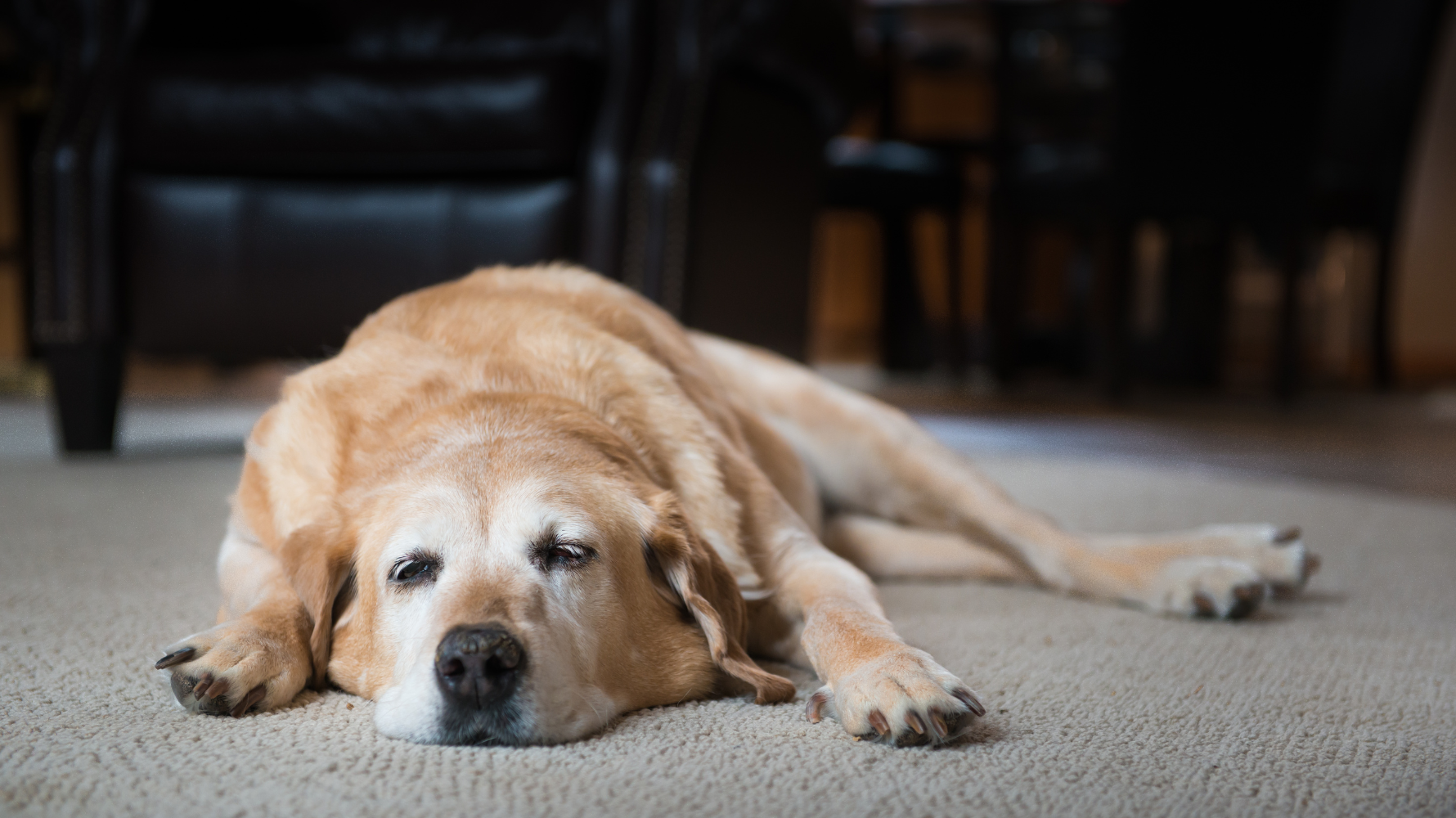 如果你的毛孩屬於以上任一族群，建議從年輕時就建立心臟健康檢查紀錄，並定期觀察呼吸頻率與活動力變化。