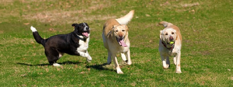 運動的目的不是讓毛孩「累」，而是讓牠保持良好的心肺循環與精神狀態。