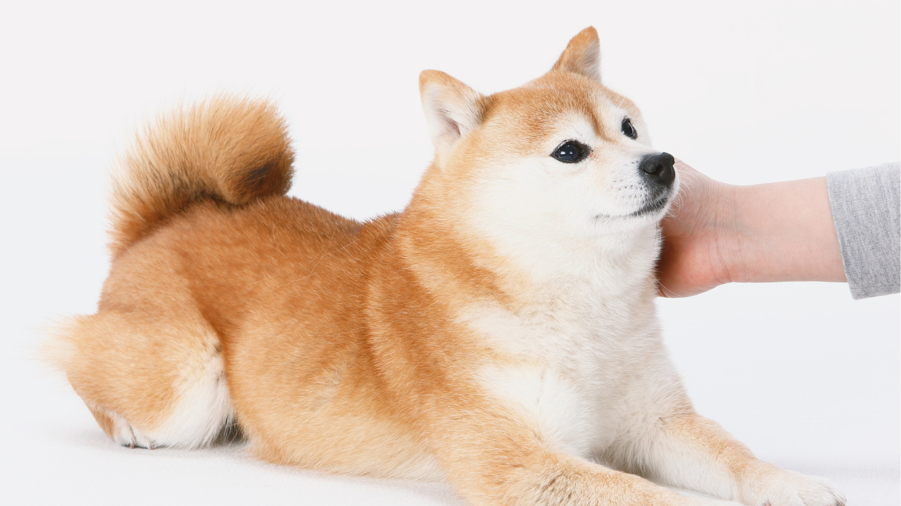 放鬆不只是讓狗狗休息，而是一種日常的「情緒照護」