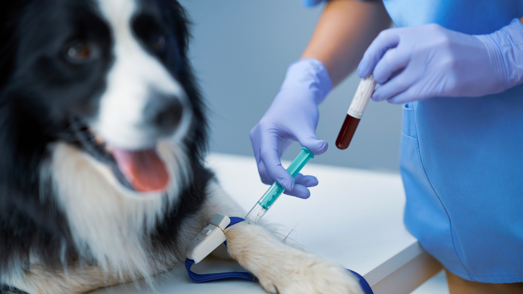 建議每年進行一次完整檢查（含心音、血壓與X光），高齡犬或有慢性病史者則可縮短為半年一次。若獸醫建議進一步檢查（如心臟超音波、心電圖），請務必配合追蹤。