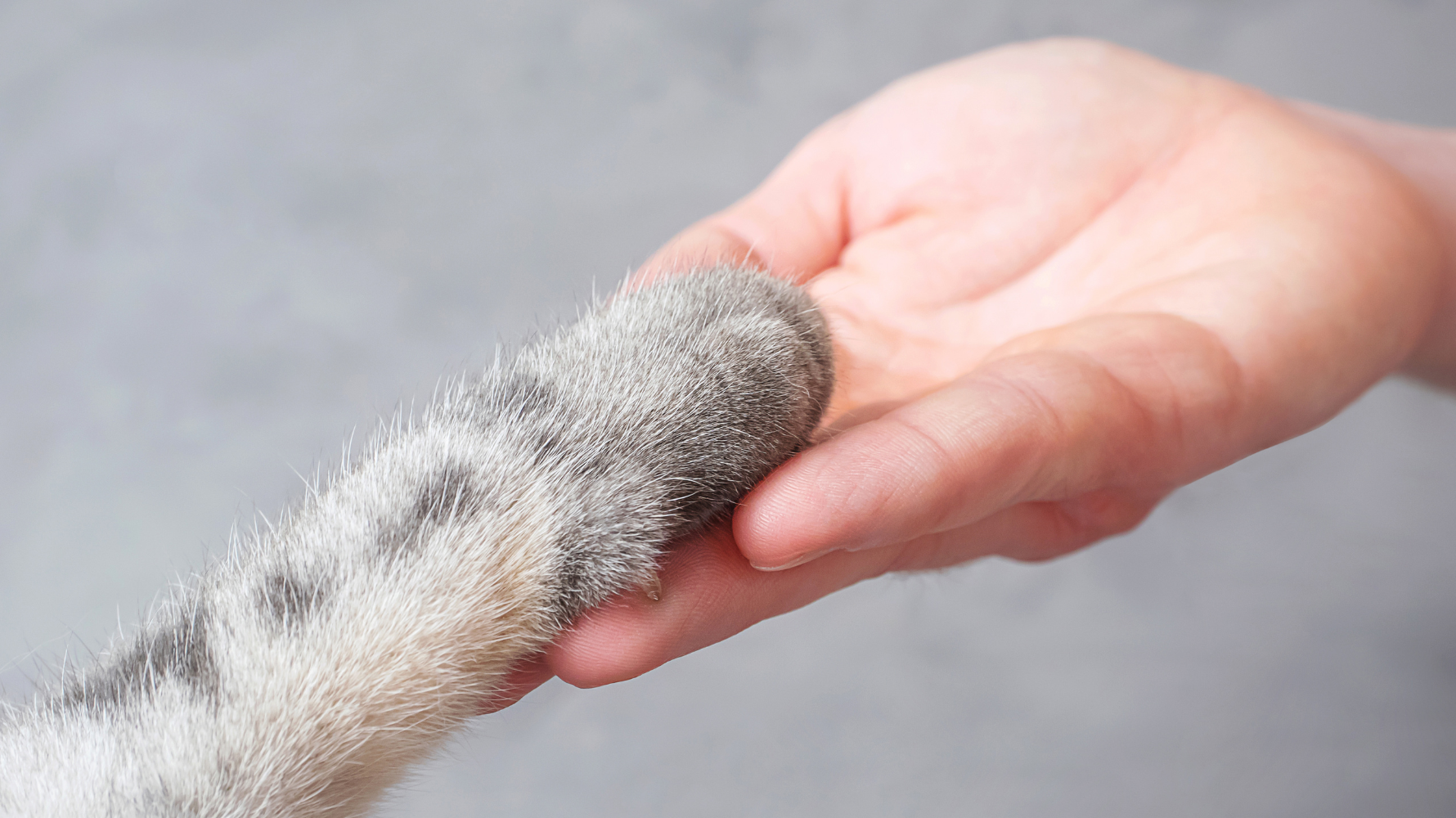 除了定期檢查，也可在家中簡單記錄狗狗的呼吸頻率、睡眠時胸口起伏次數與日常活動力。