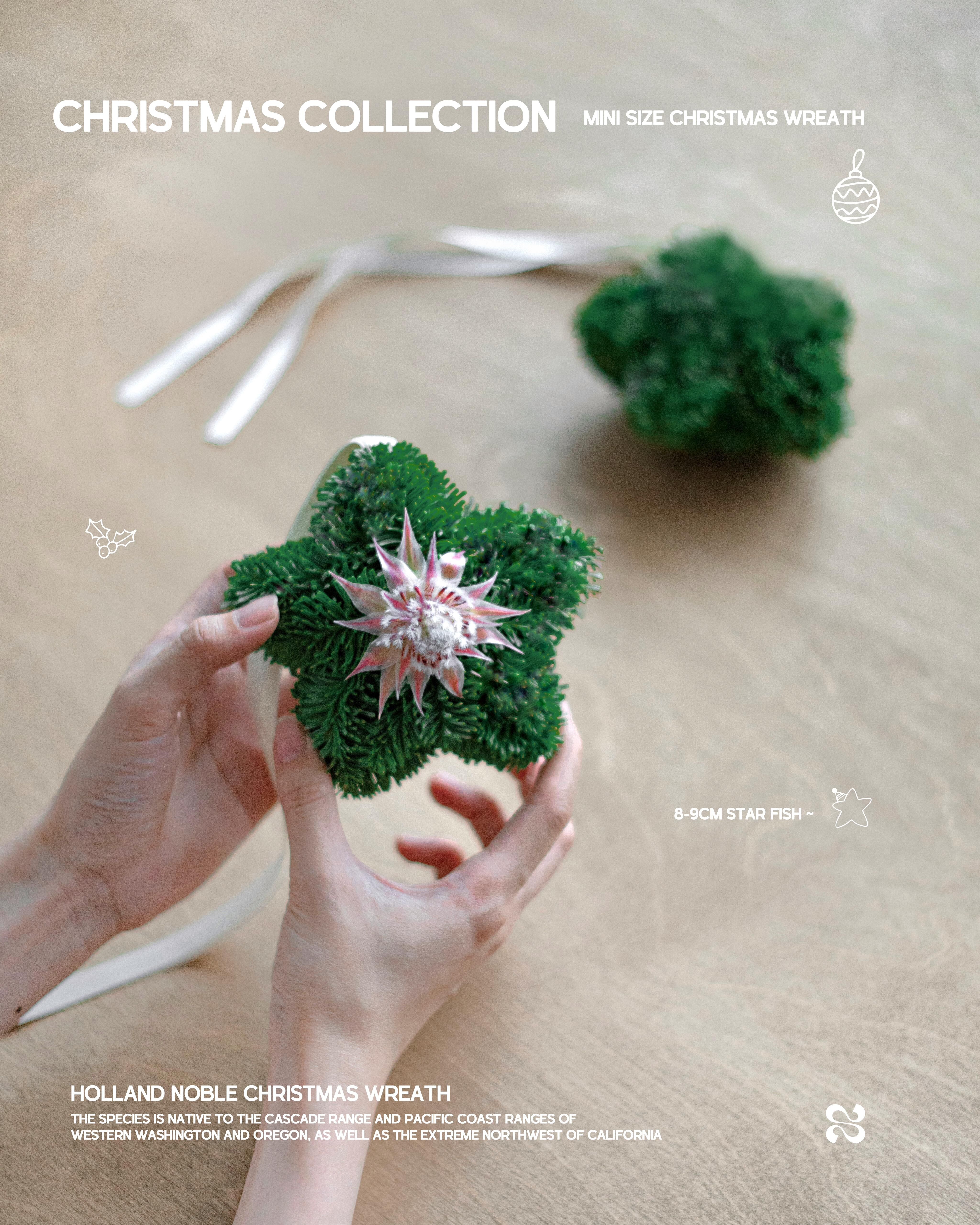 聖誕小海星 - 荷蘭貴族松掛件🌟