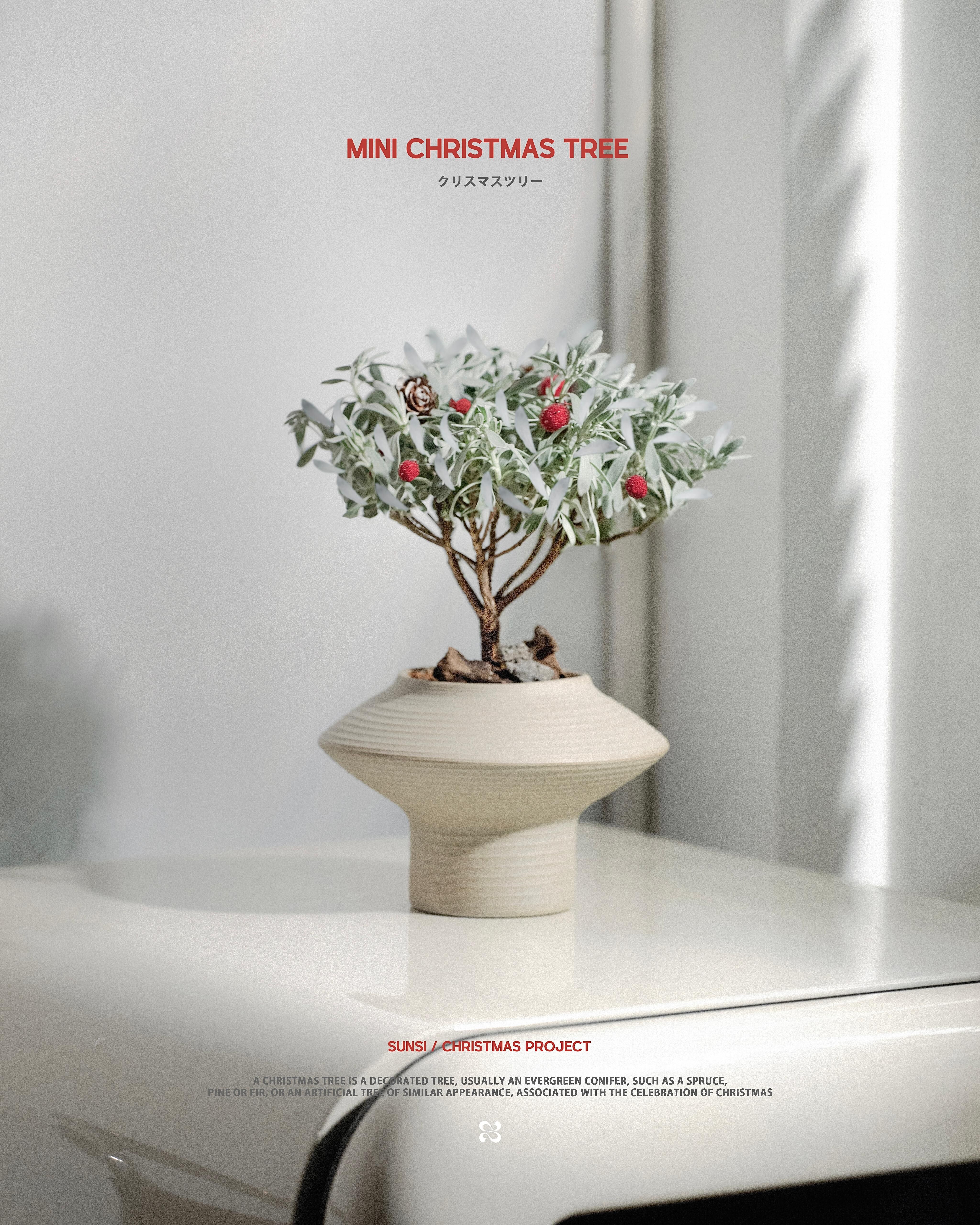 現貨－銀葉鹿角迷你聖誕樹