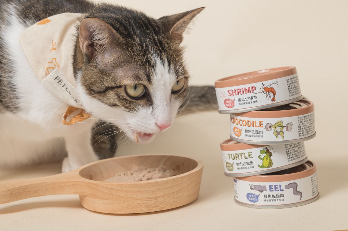 貓吃罐罐的照片