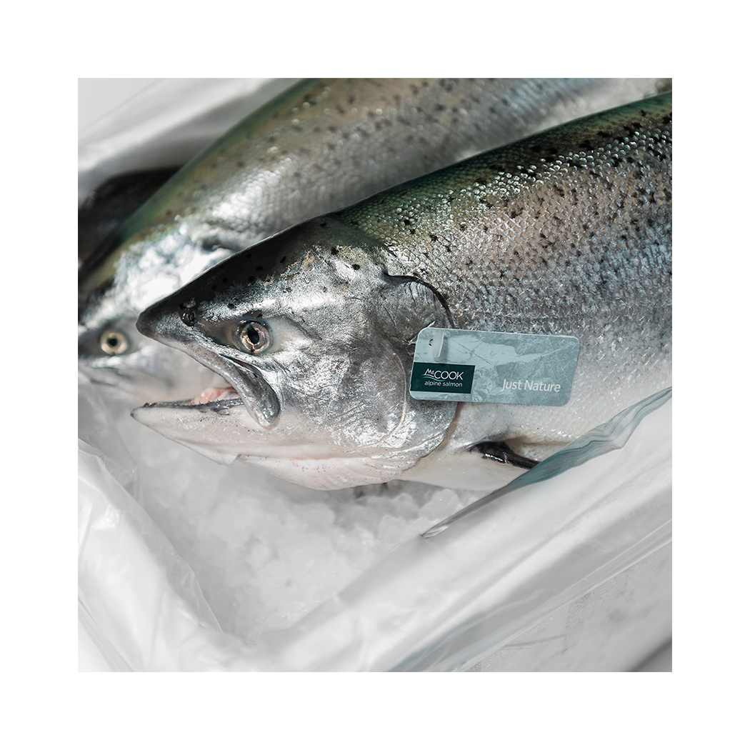 【現流冰鮮全魚】庫克山冰河帝王鮭-全魚(4 kg ± 5%）