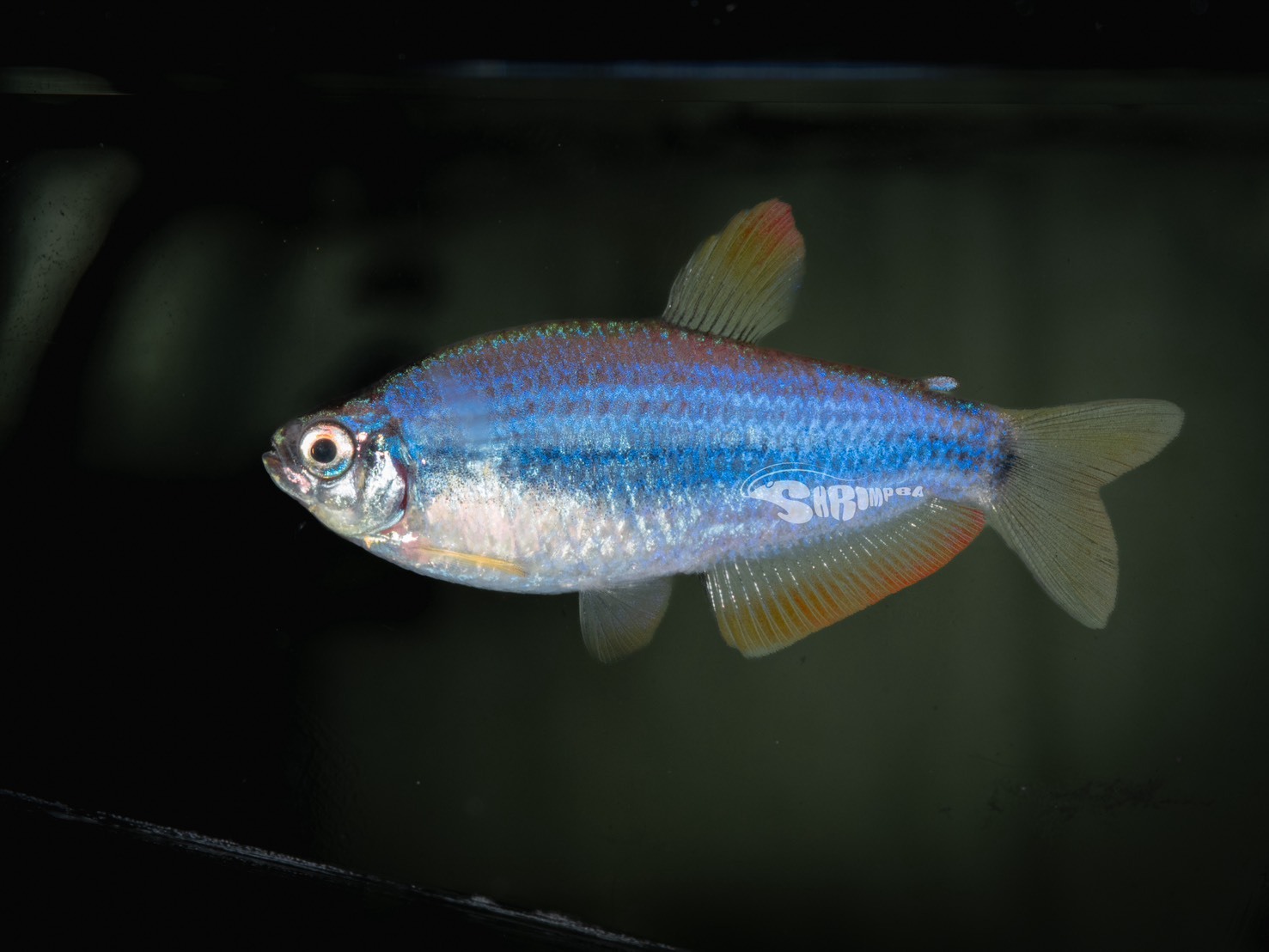 夢幻極光燈 1隻