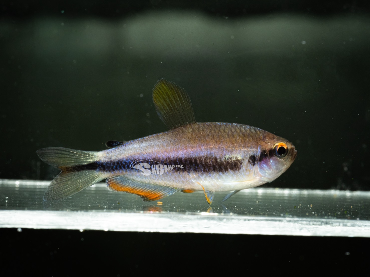 橙黃毒藥燈 1隻