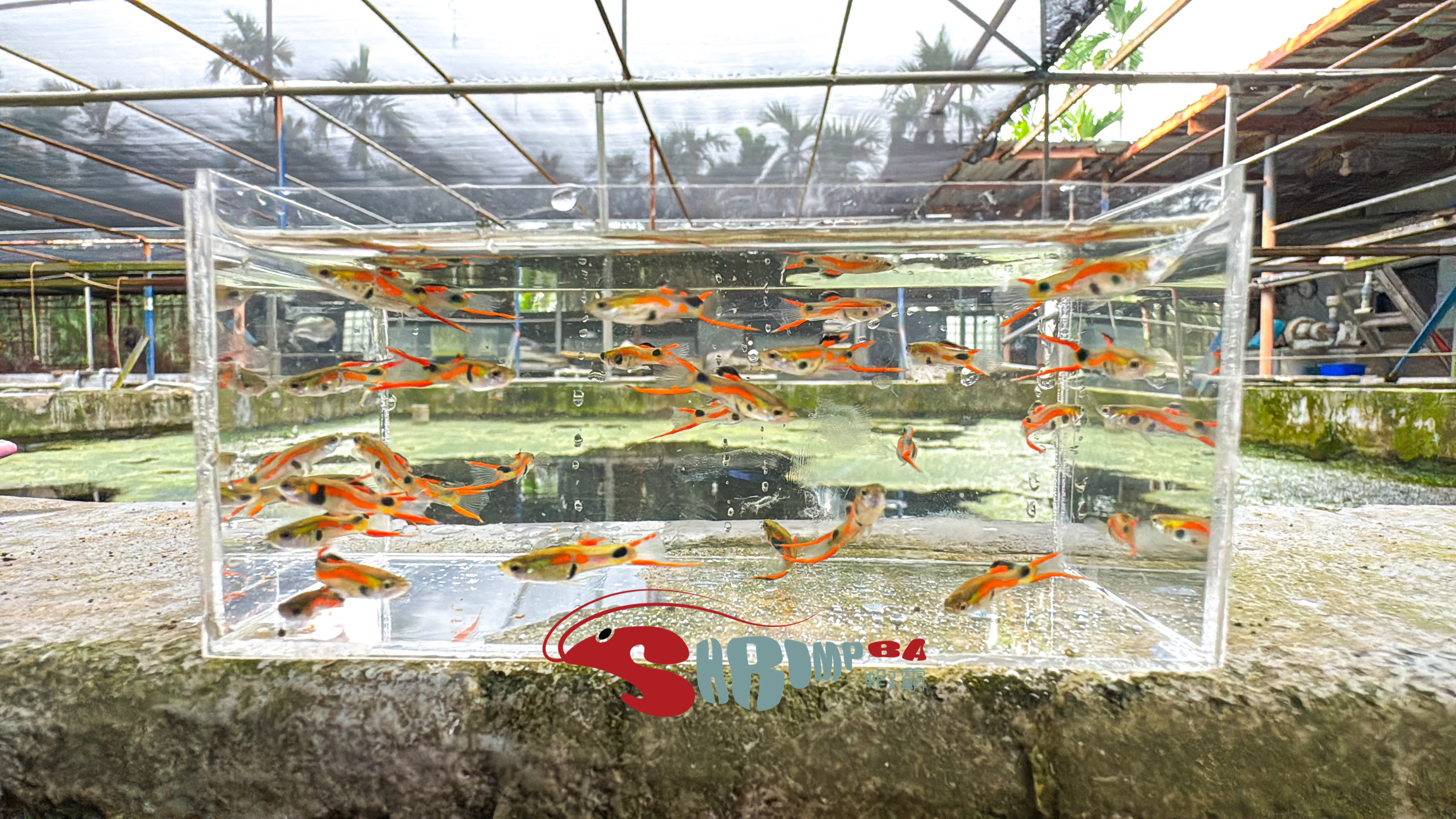 安德拉斯雙劍孔雀魚