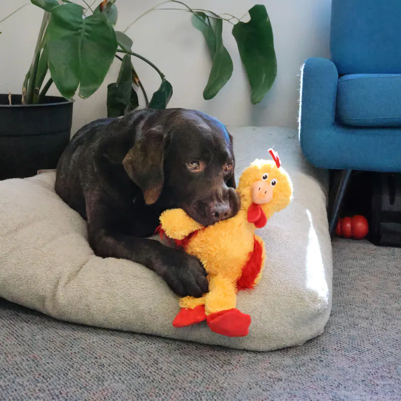 KONG  毛絨繩結小雞(三種尺寸）