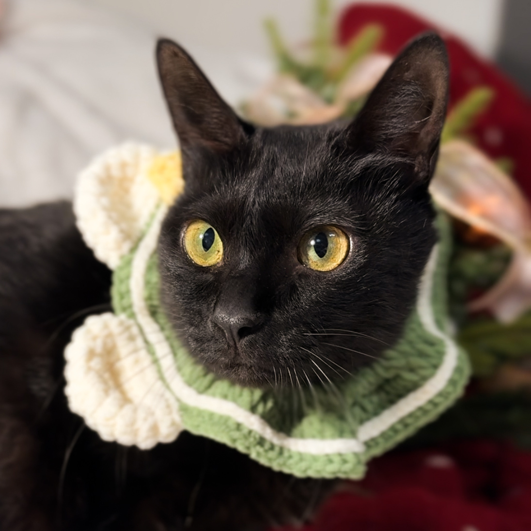 聖誕熊熊領巾・雪白星星