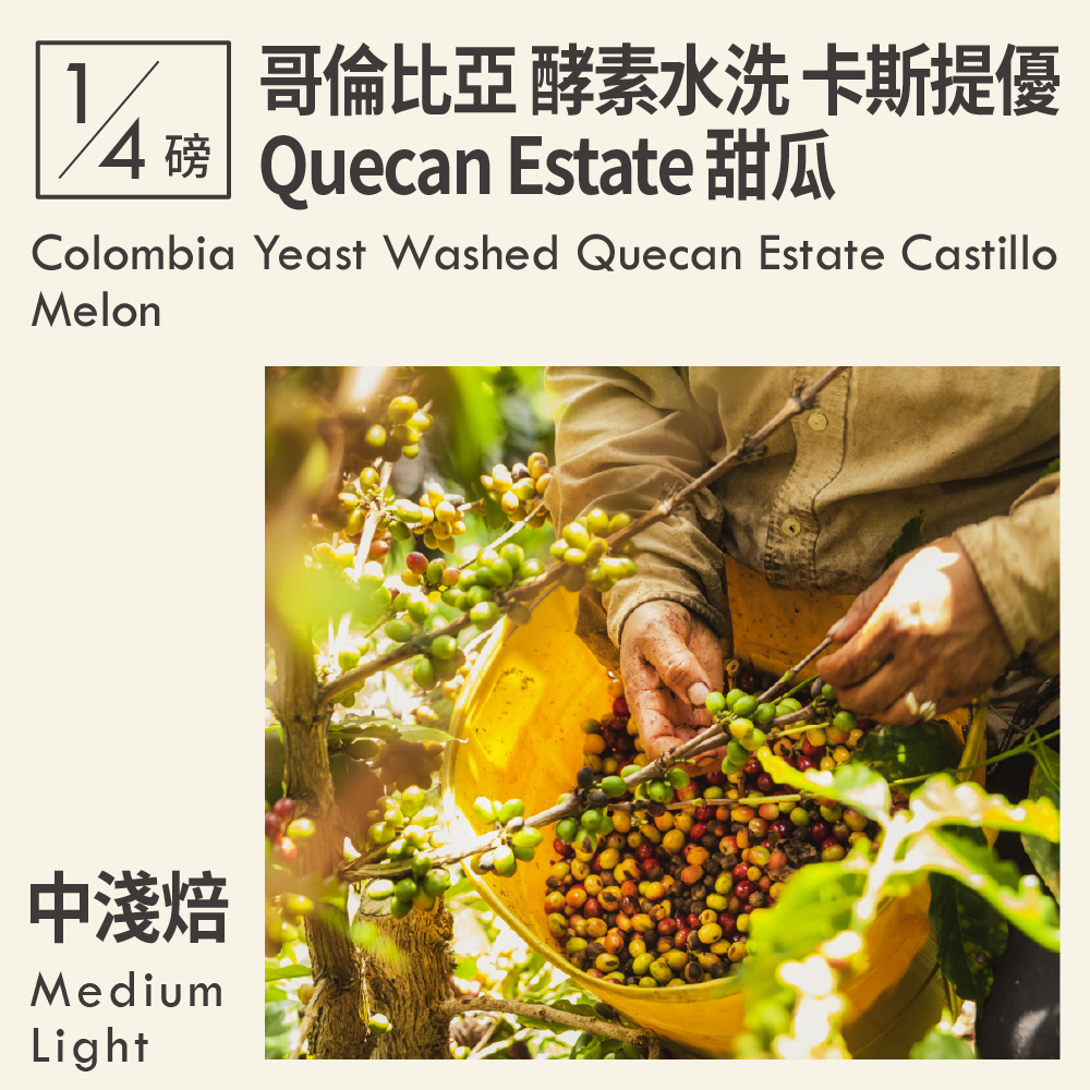 哥倫比亞 酵素水洗 Quecan Estate 卡斯提優 甜瓜 0.25磅