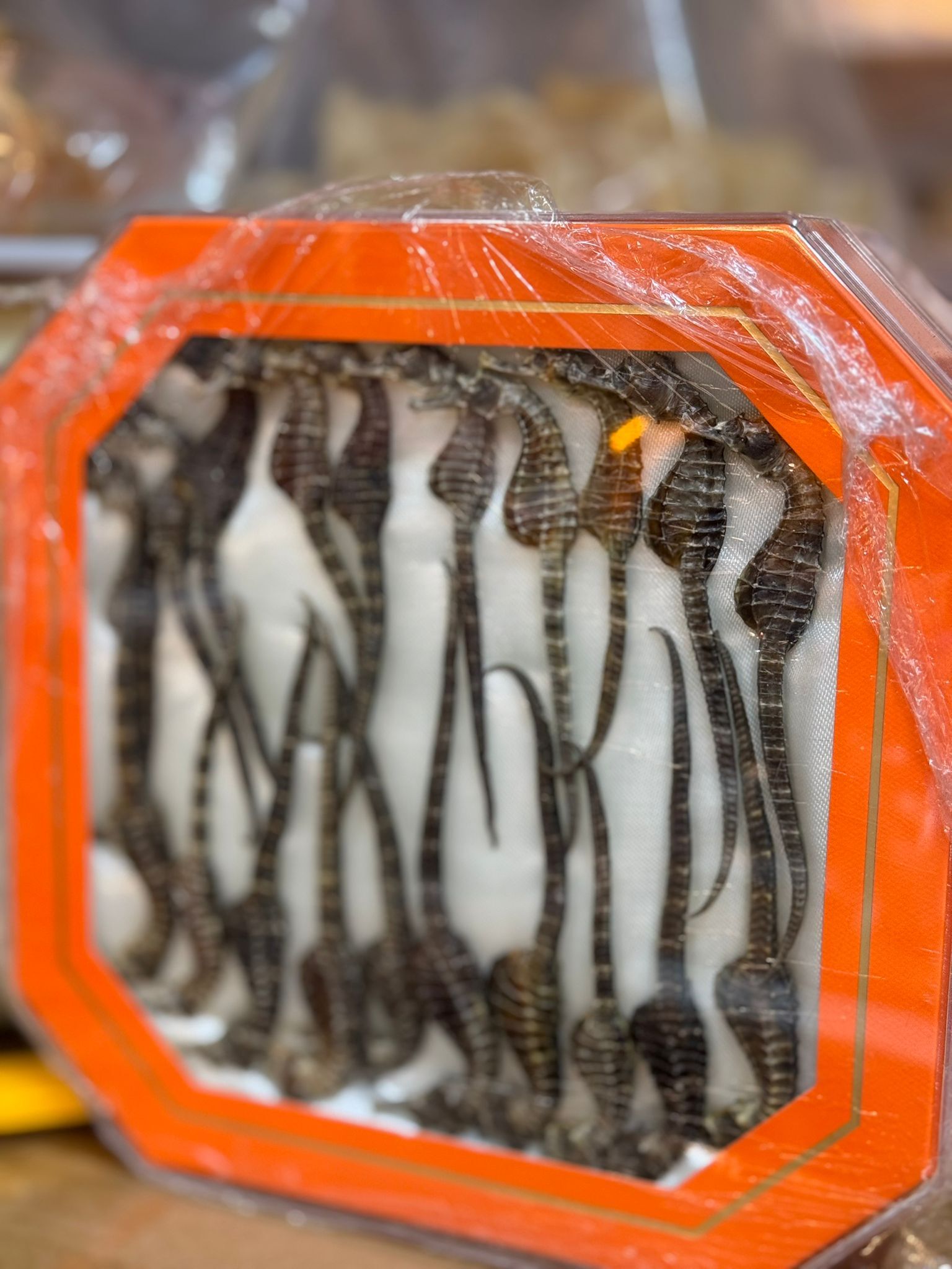 (5078) 深海野生海馬10對裝