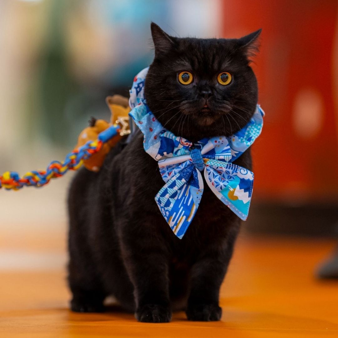 HungryPidan 大滷蛋基金會 - 手工毛孩外出防脫繩