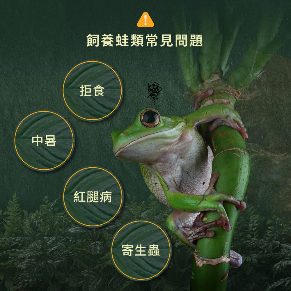 飼養蛙的常見問題