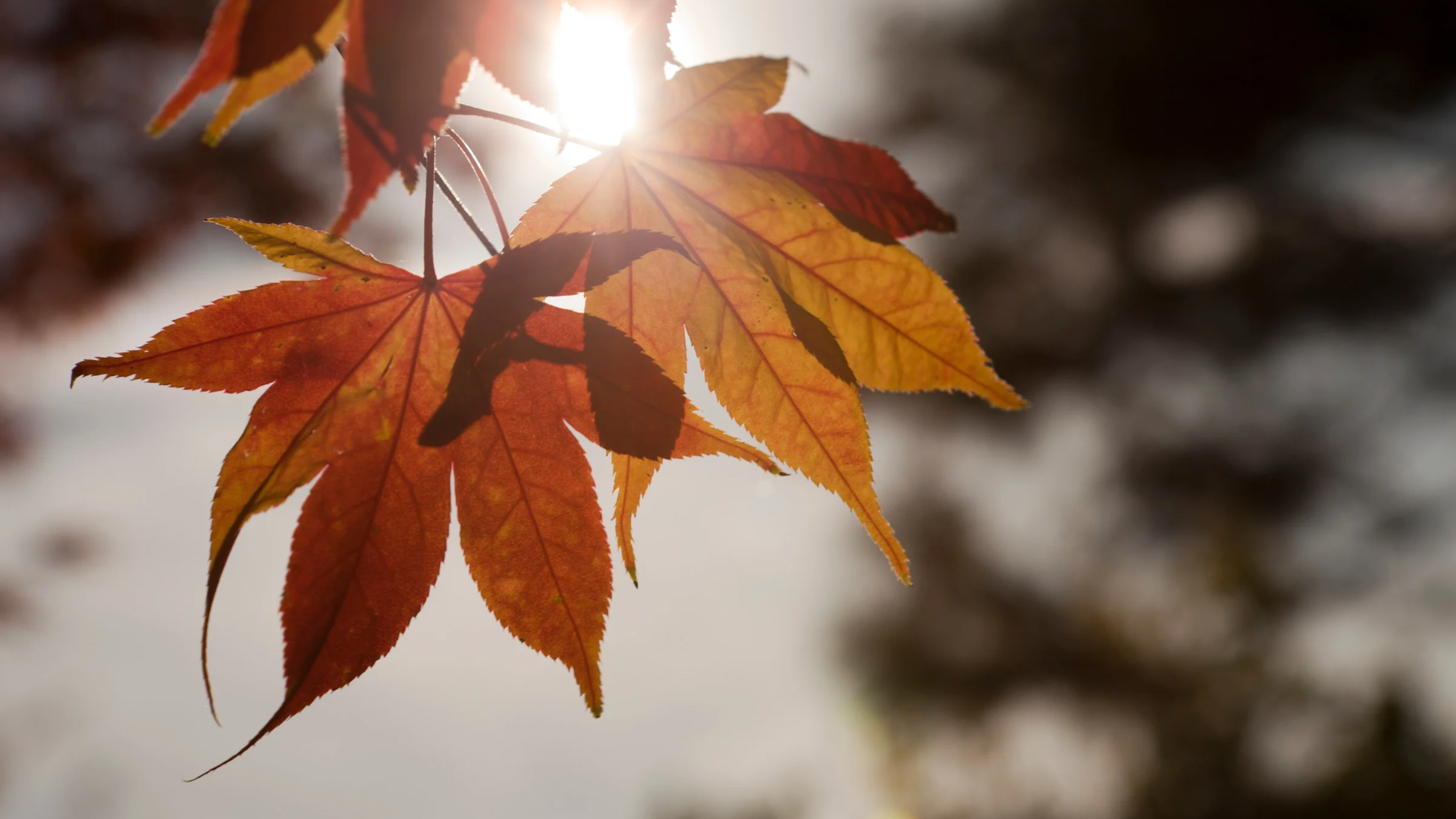 秋分,雞湯,中藥雞湯,二十四節氣,