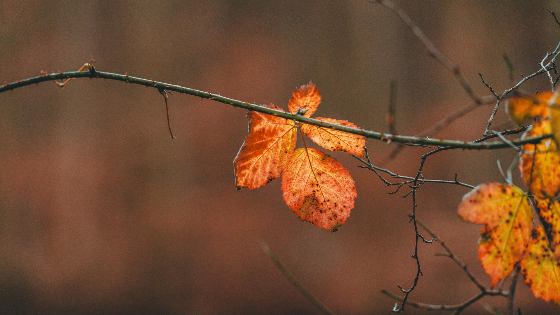 寒露,秋季,中藥雞湯,雞湯,溫補,秋日穿搭,微旅行,二十四節氣,