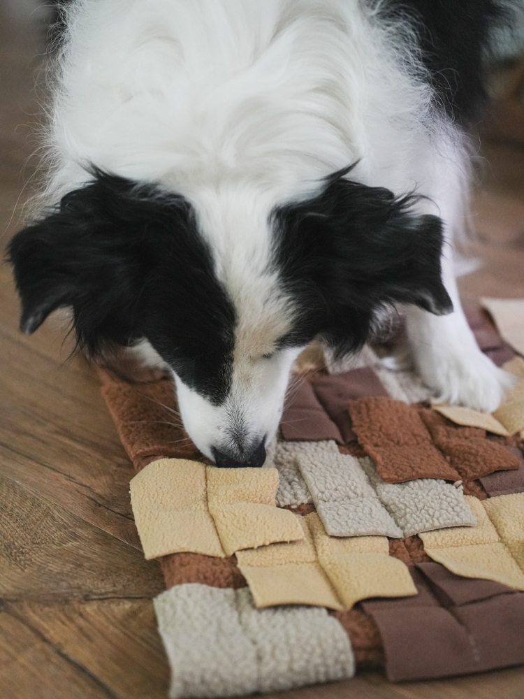 Have a nose day -嗅聞餅乾墊