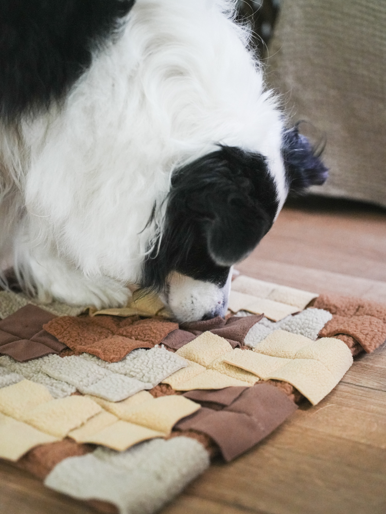 Have a nose day -嗅聞餅乾墊