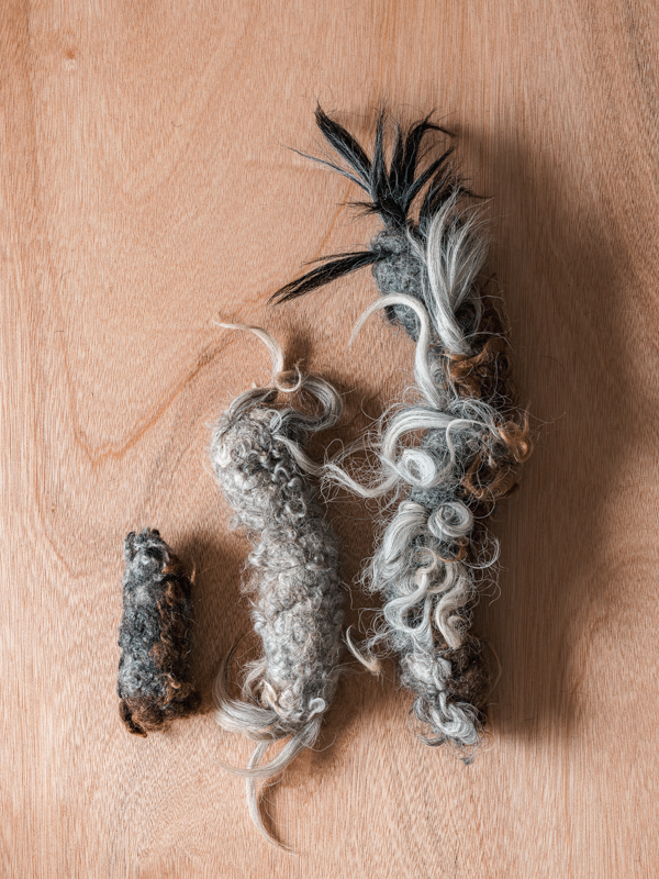 Have a nose day -羊毛香腸