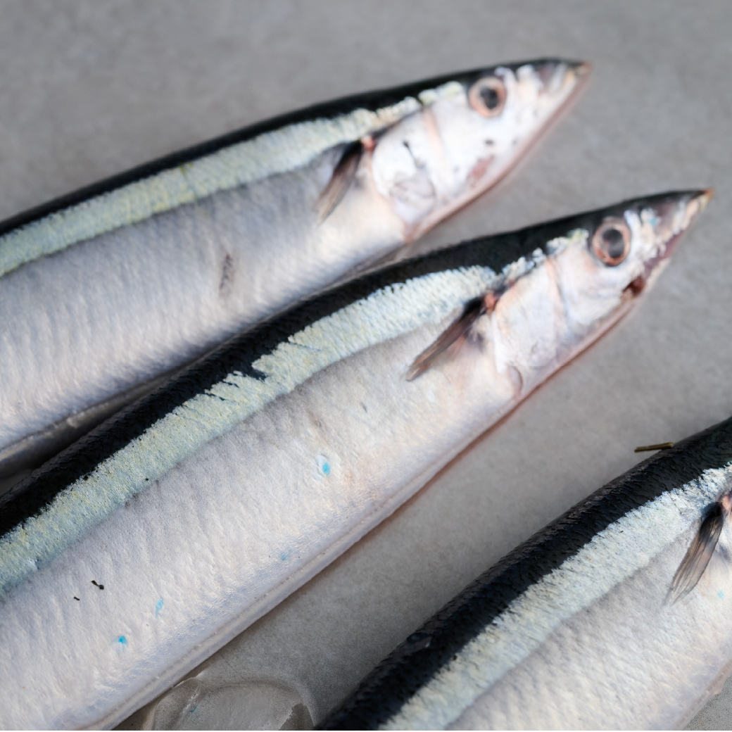 鮮魚-台灣秋刀魚(特大) 400-420g｜盛市集