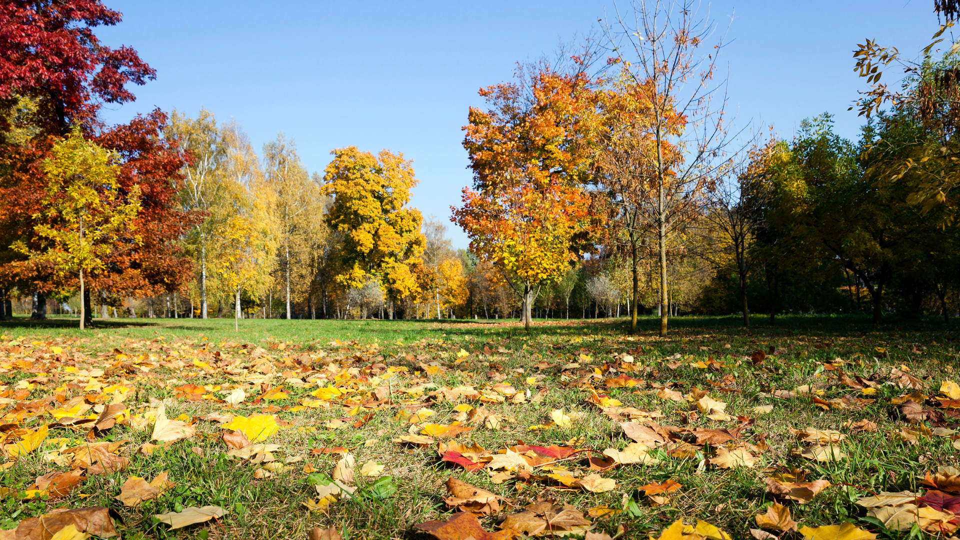 霜降,秋季,中藥雞湯,燉補,薑汁,二十四節氣,手作,