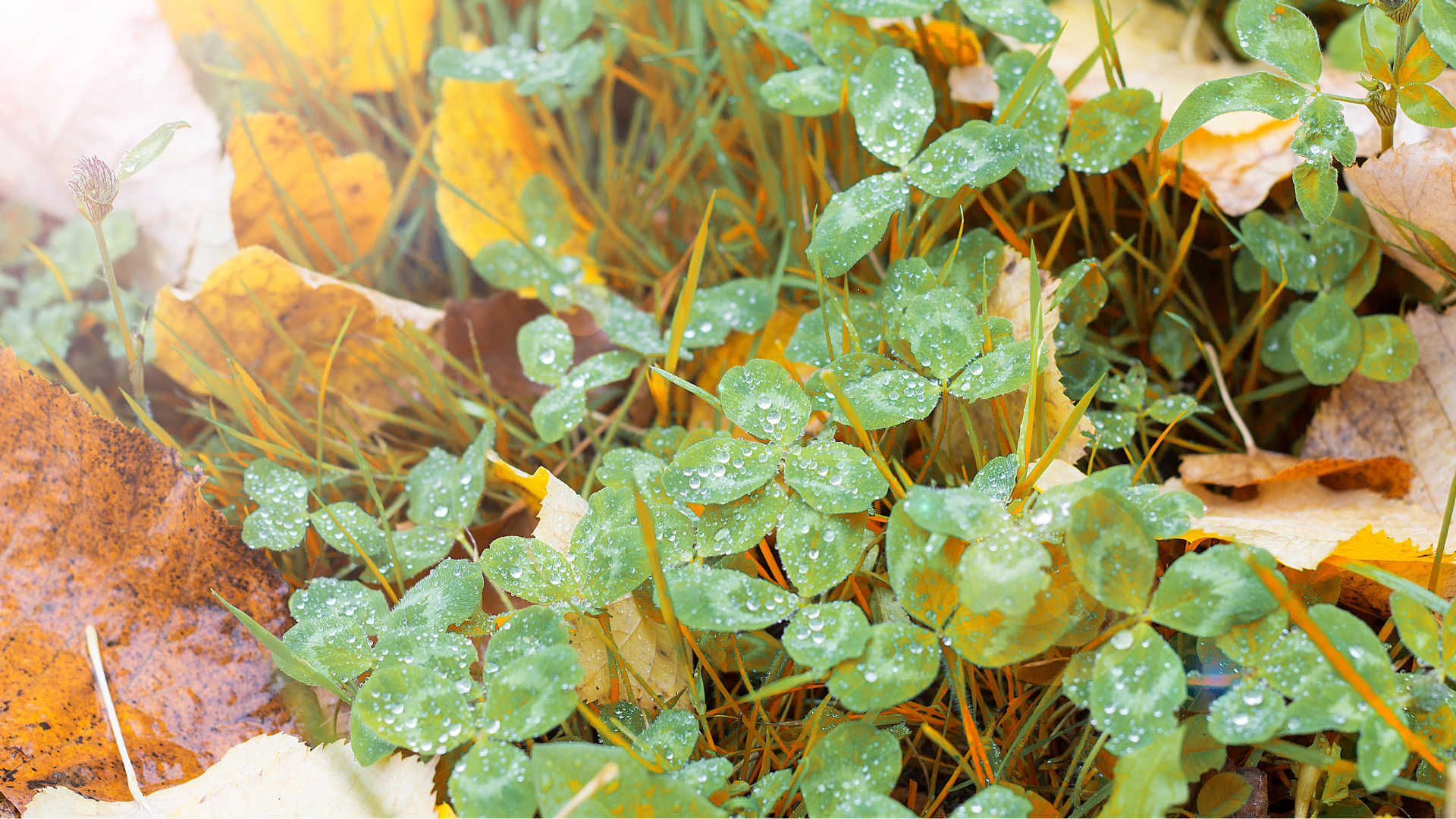 處暑,二十四節氣,中藥雞湯,進補,秋季穿搭,雞湯,