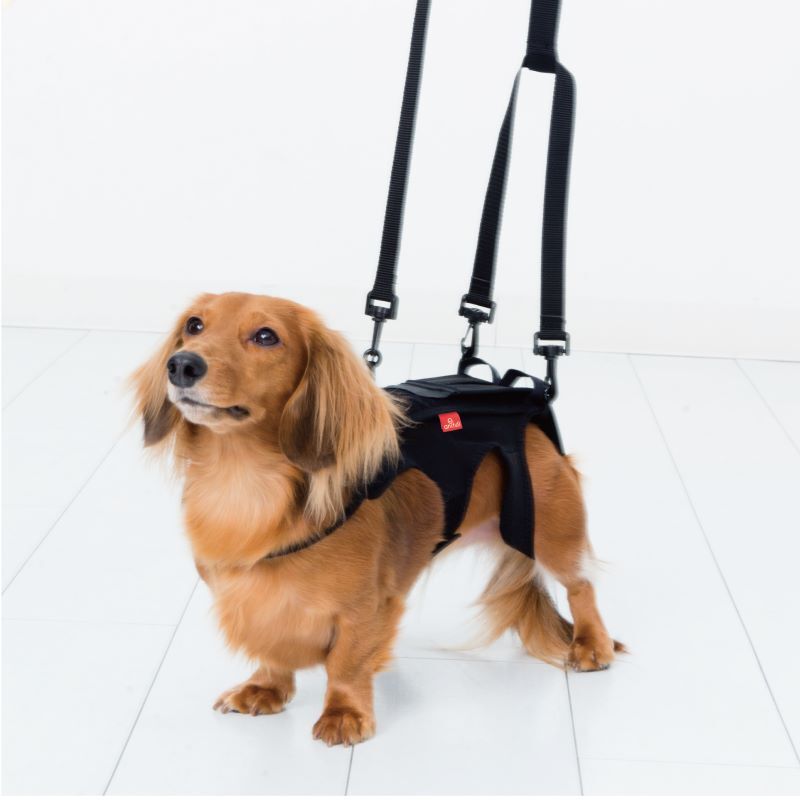 anifull 愛犬護腰-柔軟型
