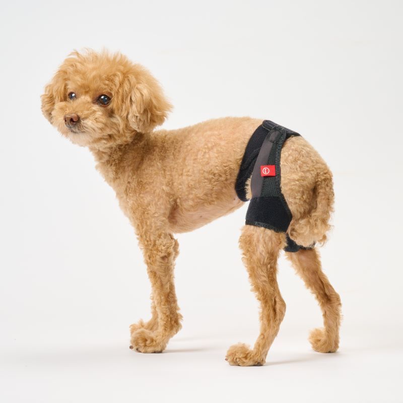 anifull 小型犬-髖關支撐輔助帶