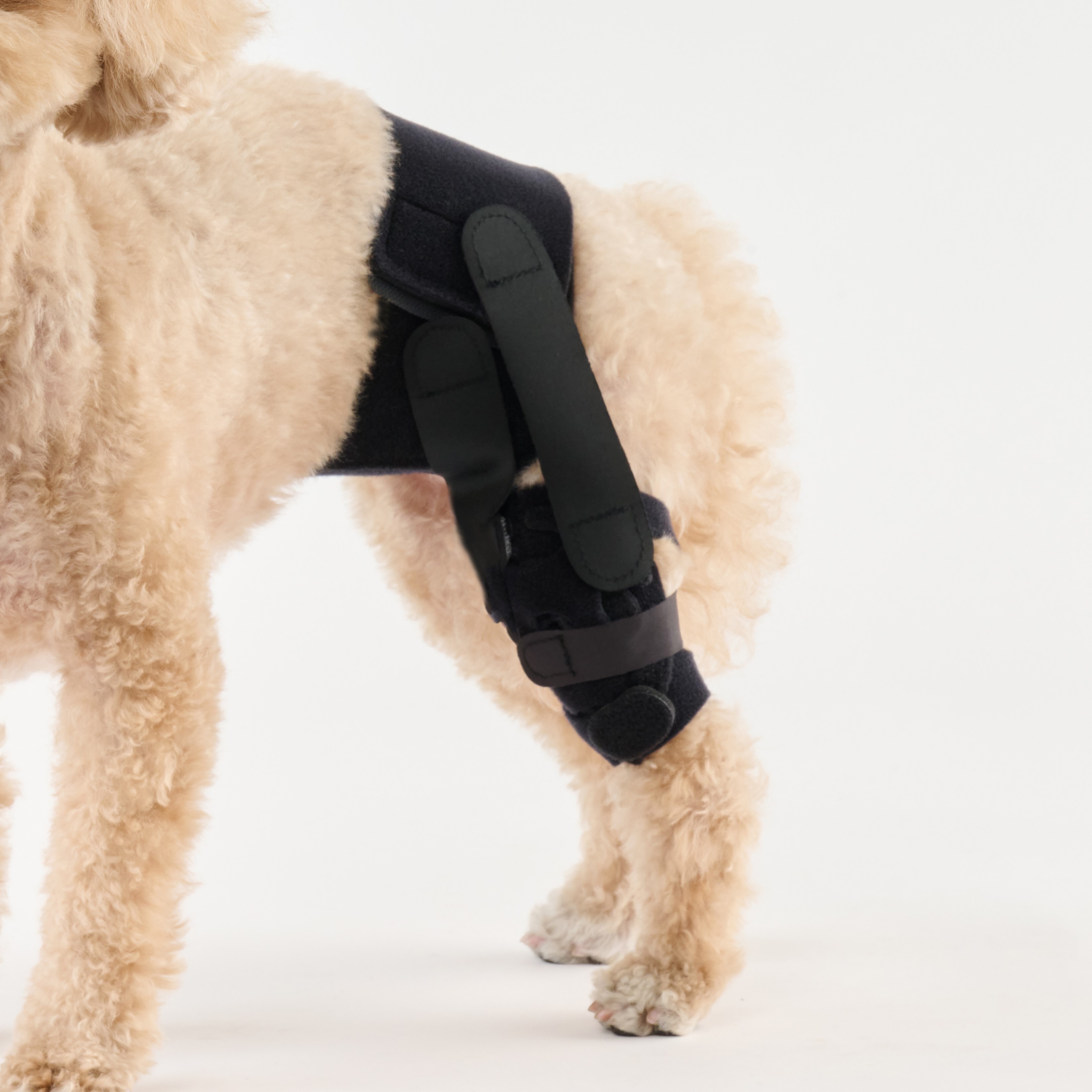 anifull 小型犬-支撐膝蓋骨護膝帶