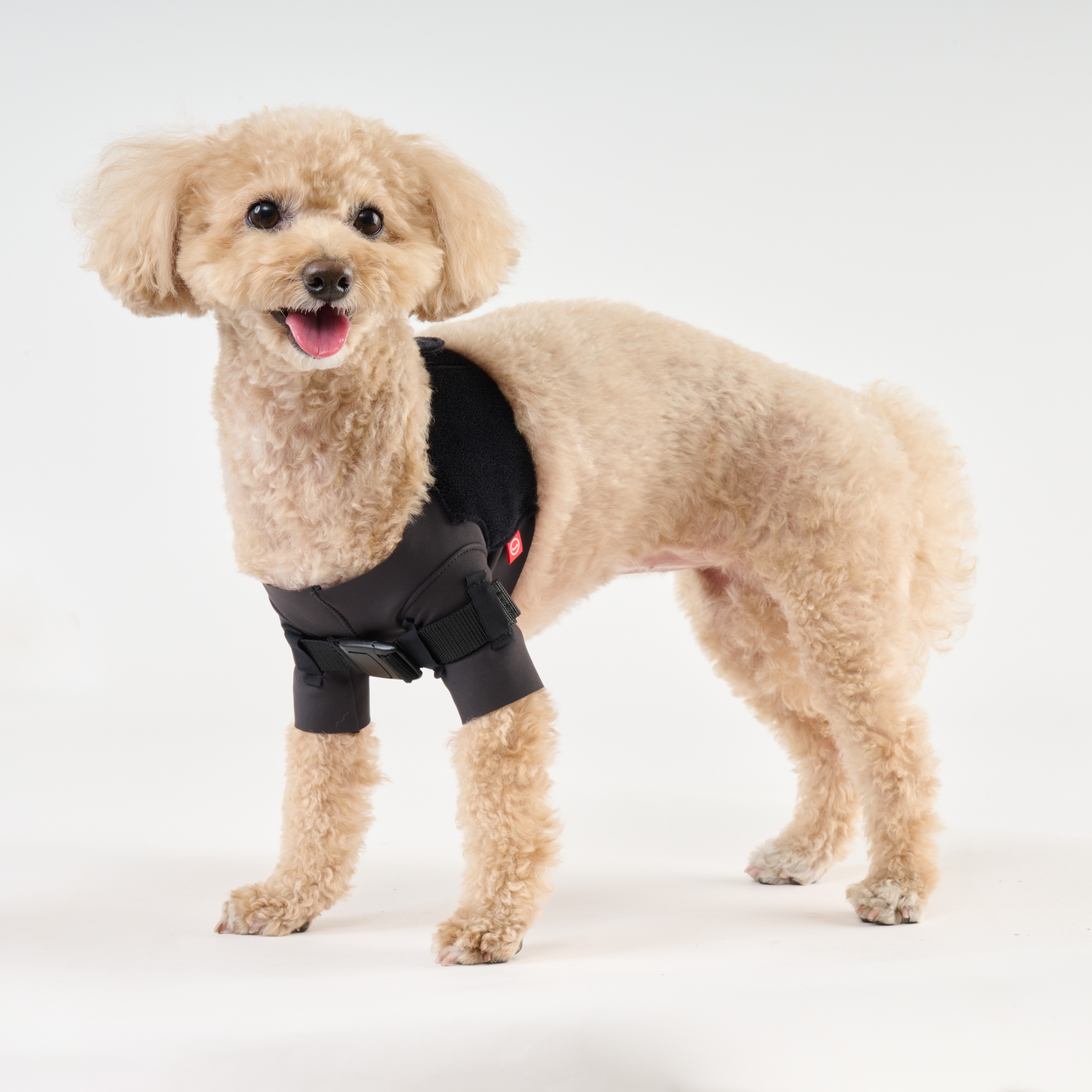 anifull 小型犬-肩骨節調整護套