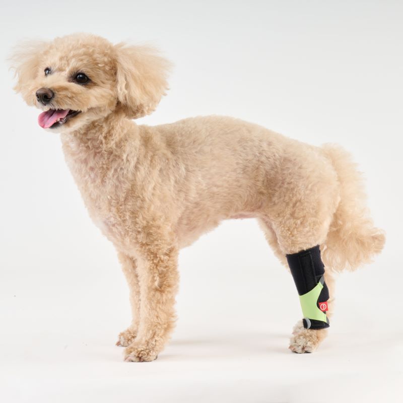 anifull 小型犬~大型犬 脘關節與腳裸支撐輔助帶