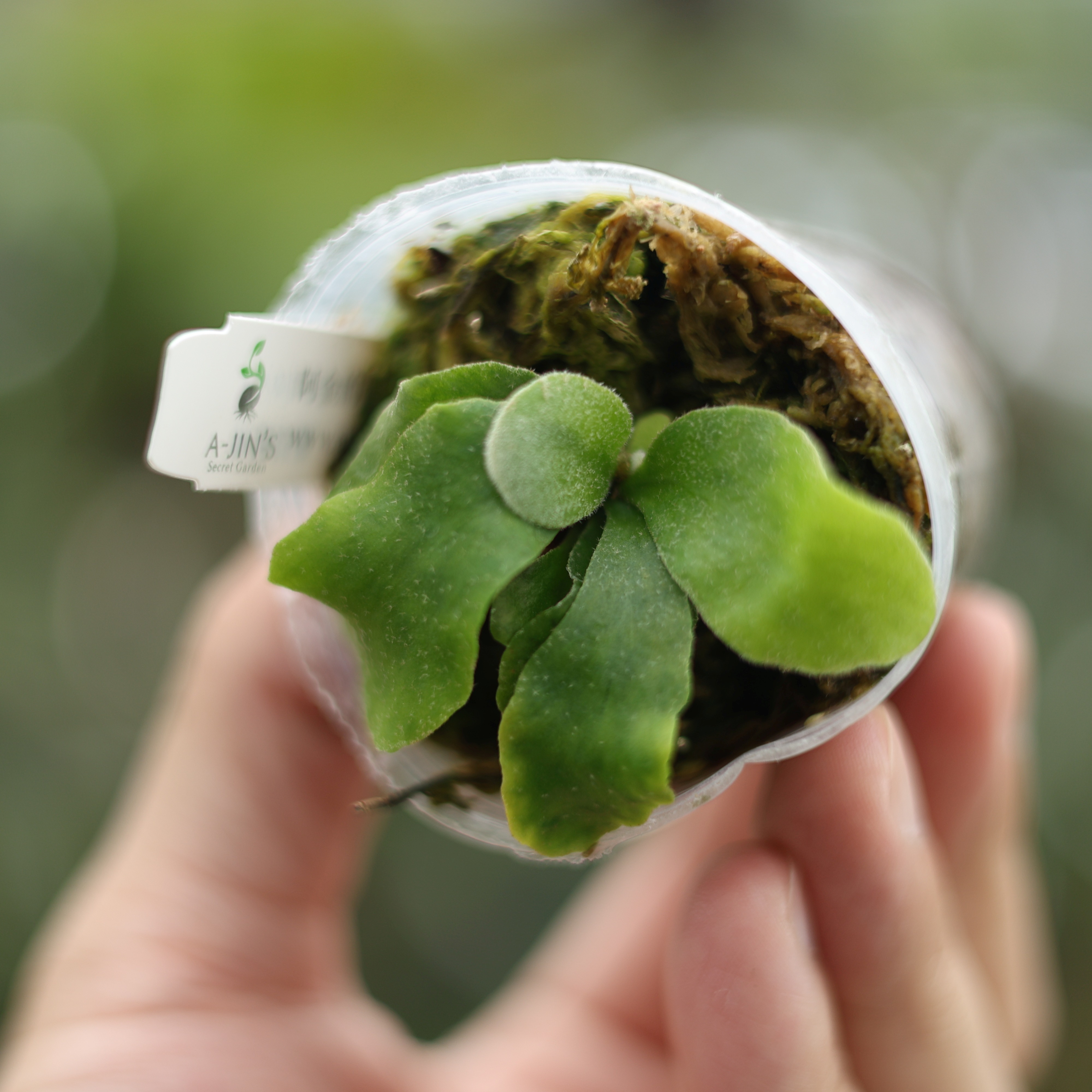 新手款|無臉銀鹿鹿角蕨P.Veitchii no Shield 組培苗白毛微波浪分岔小型