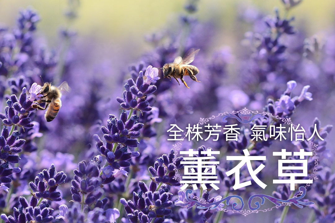 全株芳香、氣味怡人「薰衣草」