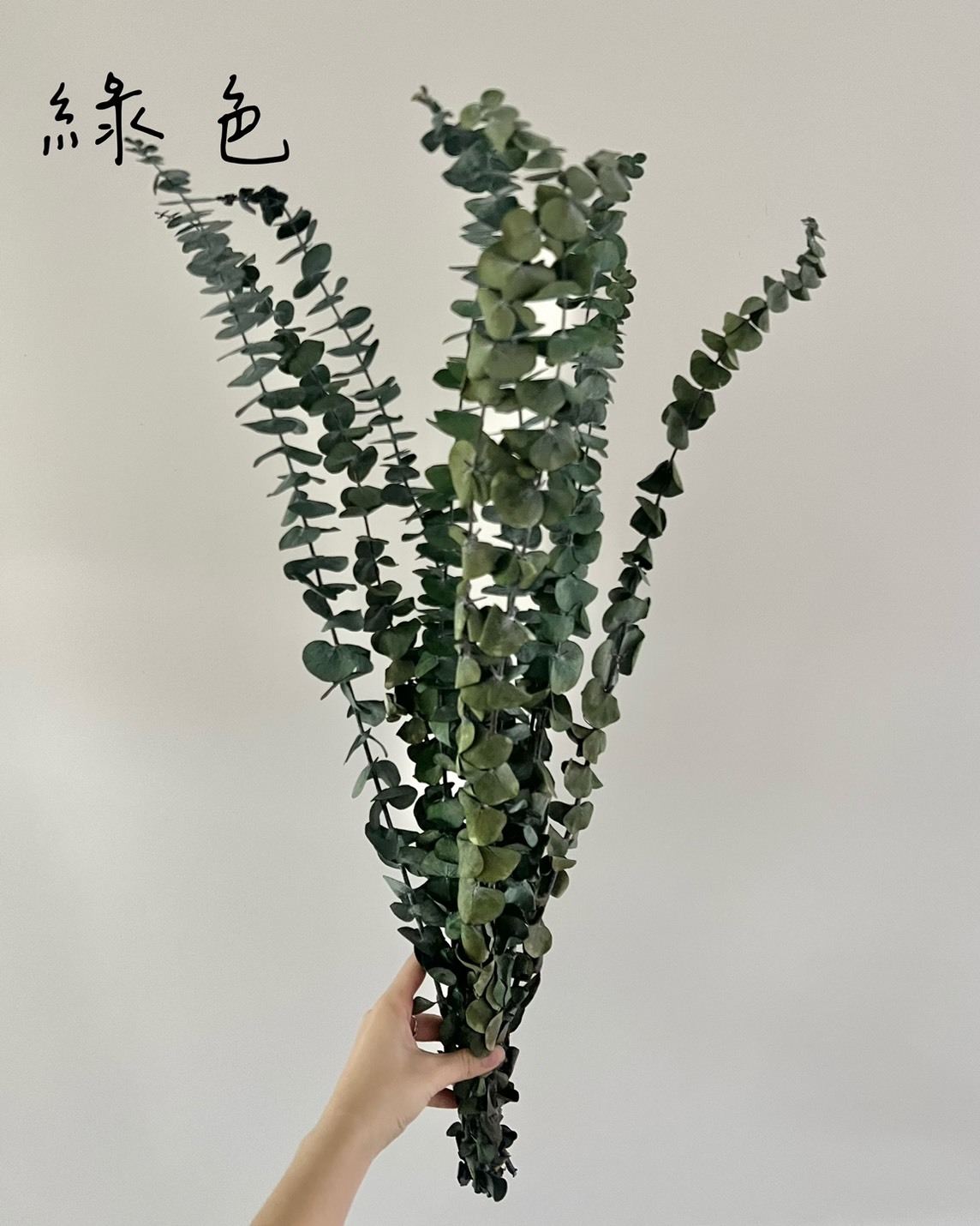 不凋尤加利葉-小圓葉(寶貝尤加利)