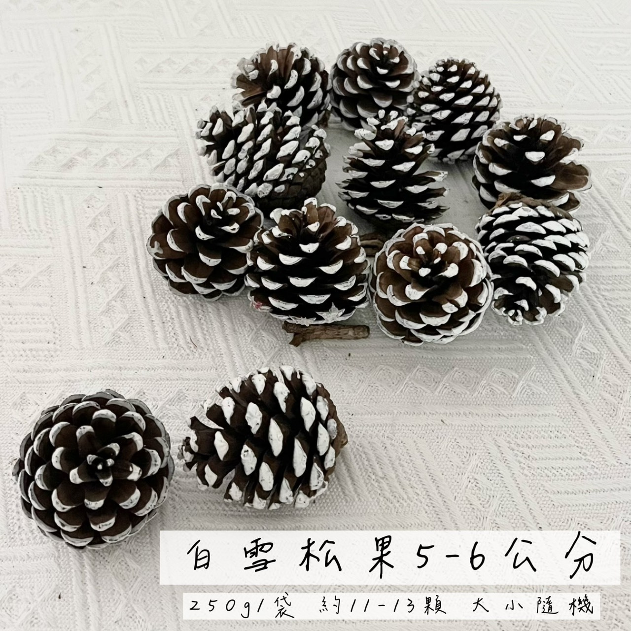 白雪松果5-6公分(袋)