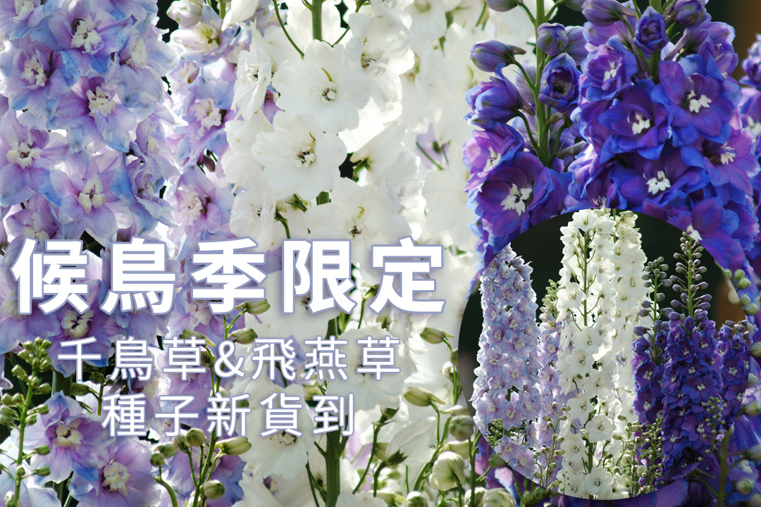 「候鳥季限定」千鳥草&飛燕草種子新貨到