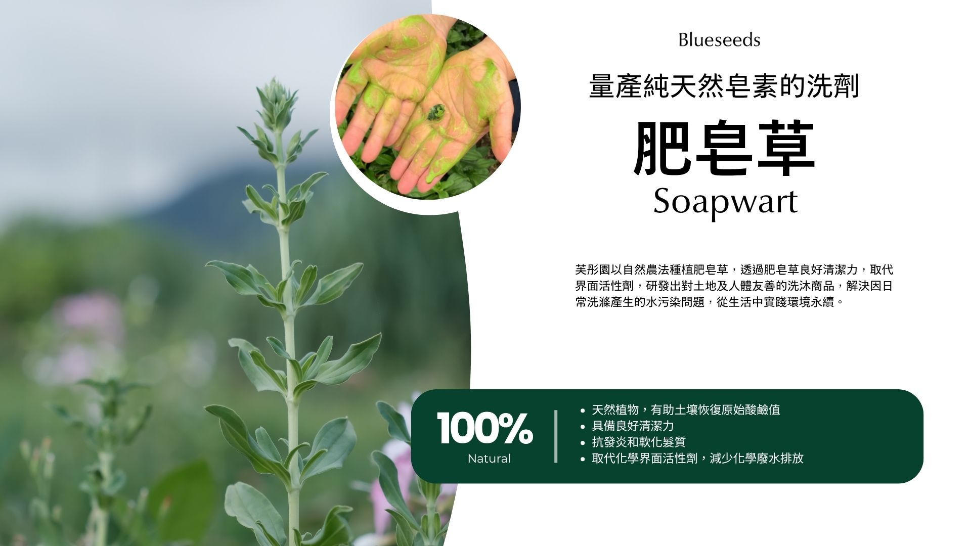 【洗髮露】尤加利葉茶樹薄荷均衡洗髮露 (中/油性) 100ml