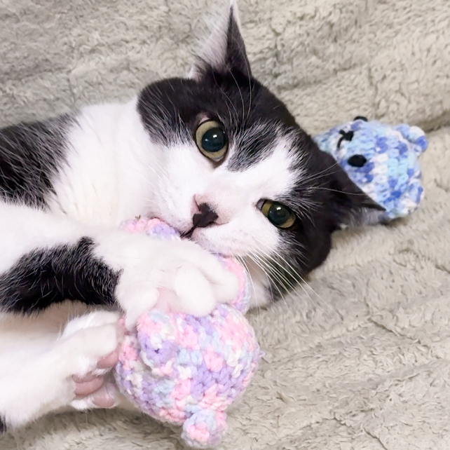 汽水泡泡熊｜貓草玩具・胸背扣掛飾