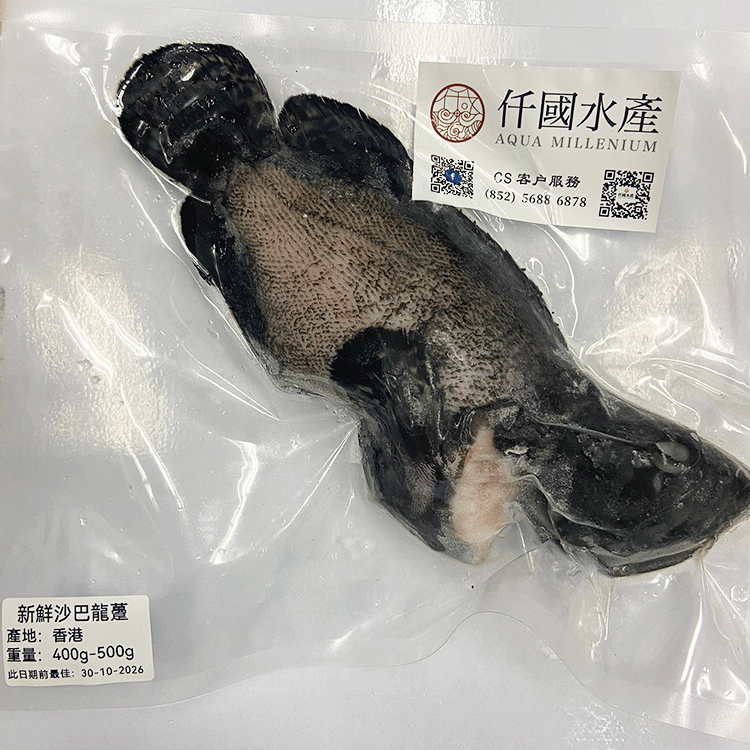 本地養殖沙巴龍躉